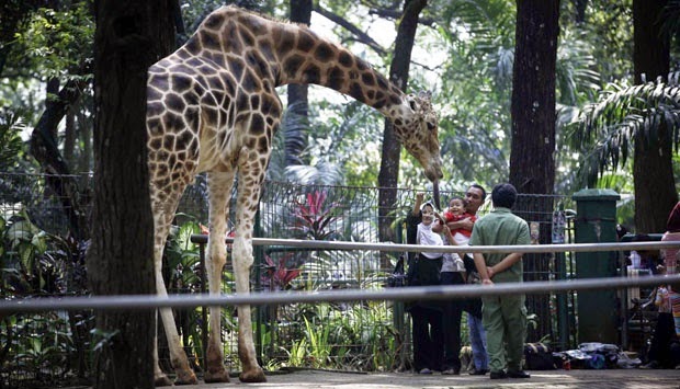 kebun binatang ragunan