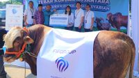 Sapi kurban FIFGROUP