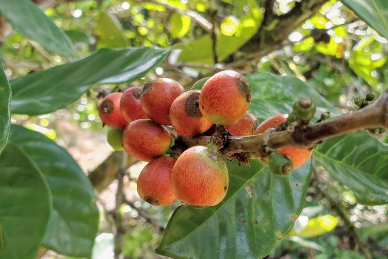 kopi liberica