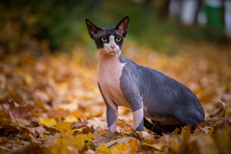 kucing sphynx