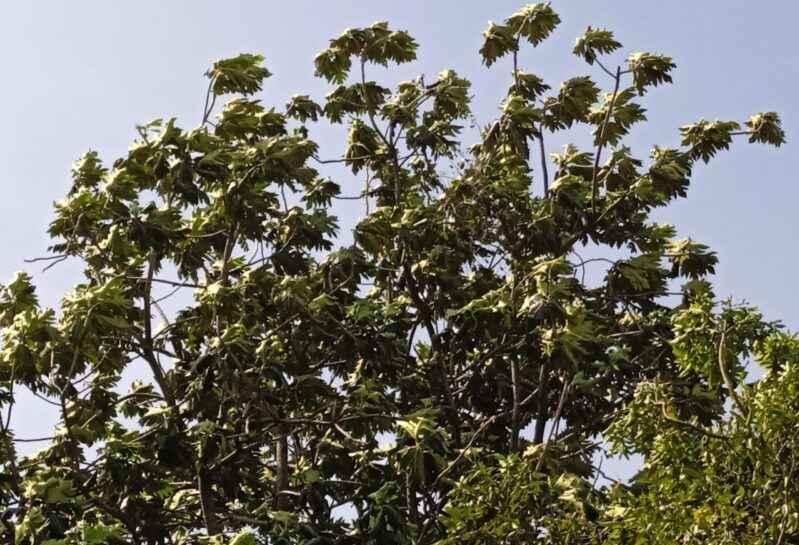 angin kencang di kediri