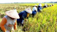 Panen padi panen padi