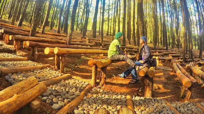 hutan pinus mangunan