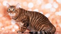 kucing toyger