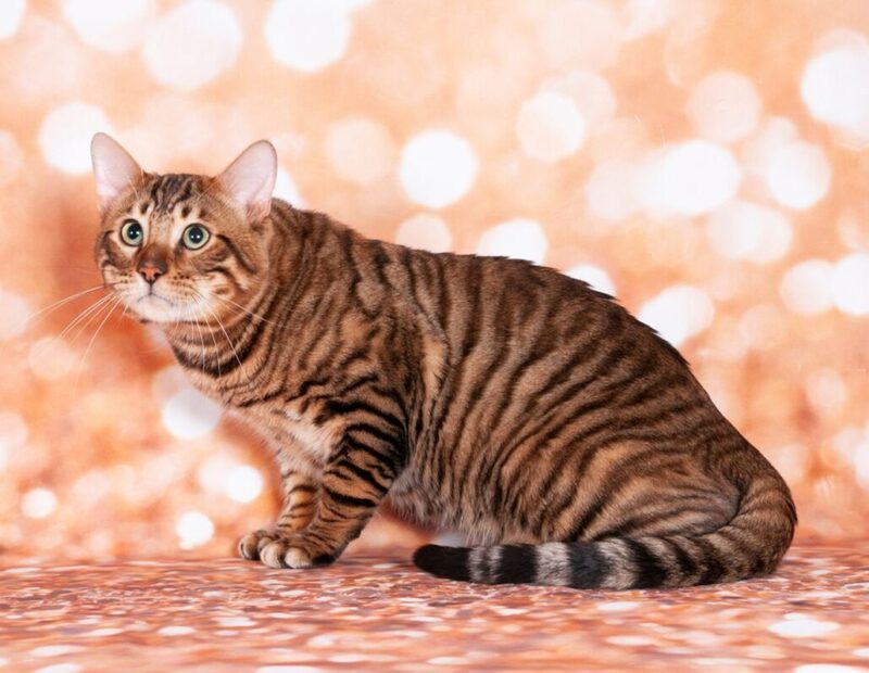 kucing toyger