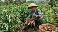 petani singkong