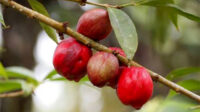 buah-mahkota-dewa